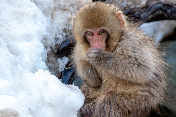 Snow Monkey stock photo