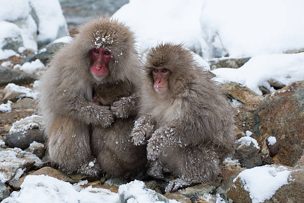 Snow monkey stock photo