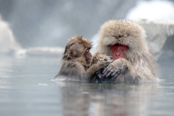 Snow Monkeys grooming in a hot spring stock photo