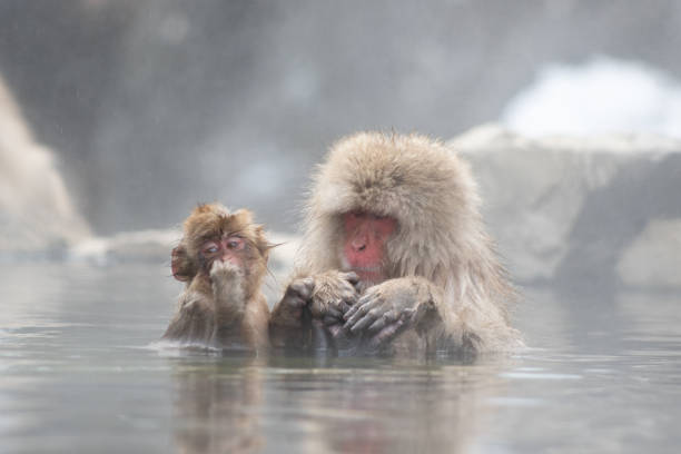 Snow Monkeys in a Hot Spring stock photo