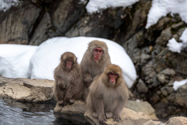 3 snow monkeys stock photo