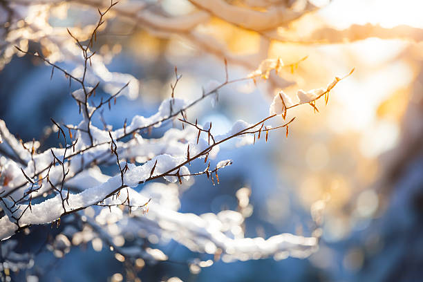 Snow on the Branch and Sunset - Winter Background  frost photos stock pictures, royalty-free photos & images