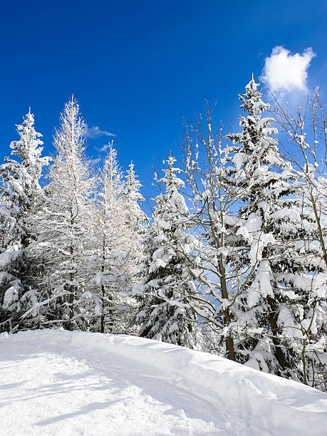 snow trees - rosières stockfoto's en -beelden