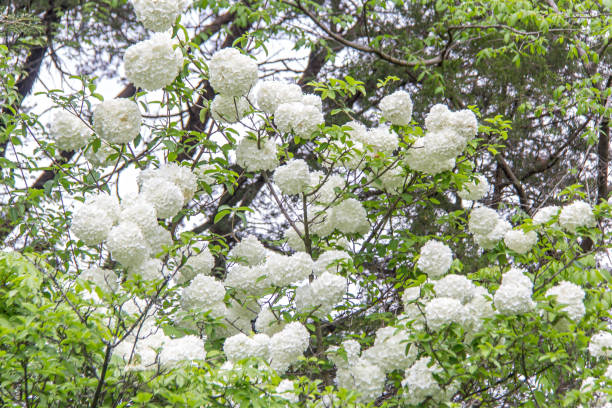 A snowball viburnum tree stock photo