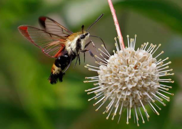 Snowberry Clearwing moth nectaring on a buttonbush flower stock photo