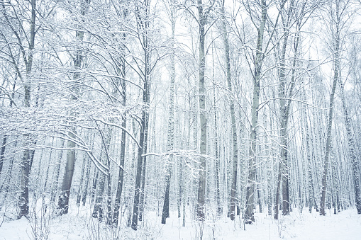 Snow-covered birch trees in winter park. Brest, Belarus