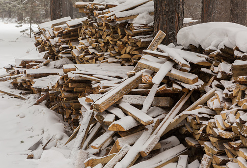 Snow-covered fire wood in a pine forest.