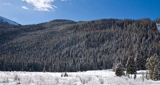 Snow-covered Pine Trees stock photo
