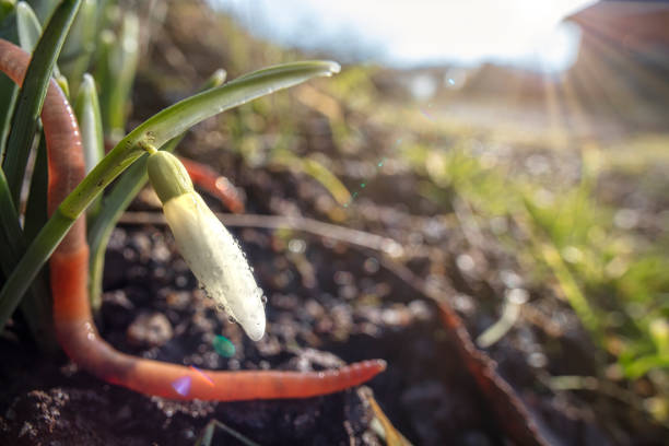 Snowdrop and earthworm stock photo