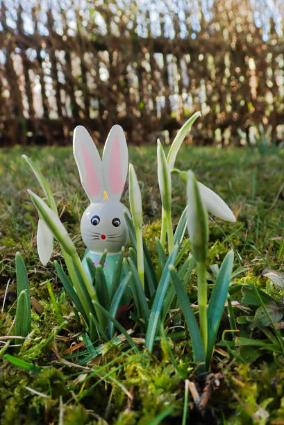 Snowdrop Easter Bunny  easter sunday stock pictures, royalty-free photos & images