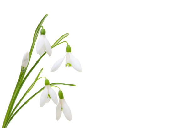 Snowdrop flowers bouquet isolated on white background, diagonal, copy space Snowdrop flowers bouquet isolated on white background, diagonal, copy space snowdrop stock pictures, royalty-free photos & images