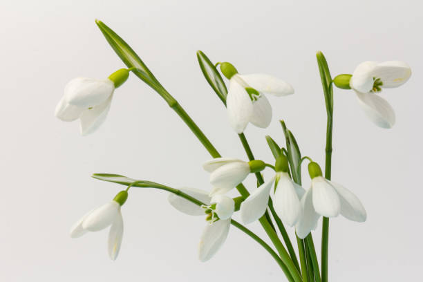 Snowdrop on white background. White springs flower in close-up with copy space. Snowdrop. White springs flower in close-up with copy space. The concept of early spring snowdrop stock pictures, royalty-free photos & images