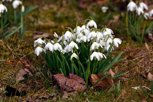 snowdrops spring trailers covered with snow