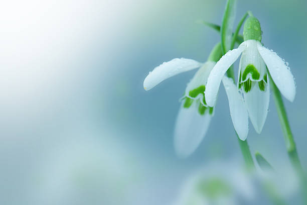Snowdrop- spring white flower with bright shiny sun. Snowdrop- spring white flower with bright shiny sun. snowdrop stock pictures, royalty-free photos & images