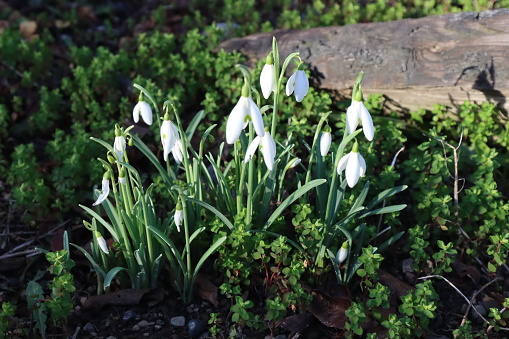 The little flower snowdrops which are a harbinger of spring