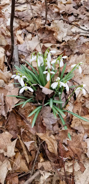 Snowdrops blooming in early spring. stock photo