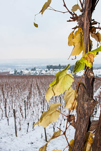 snowed vineyard stock photo