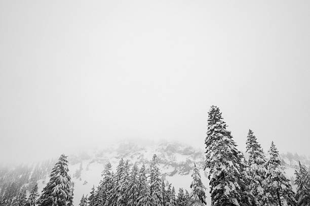 Snowing in Winter Wonderland stock photo