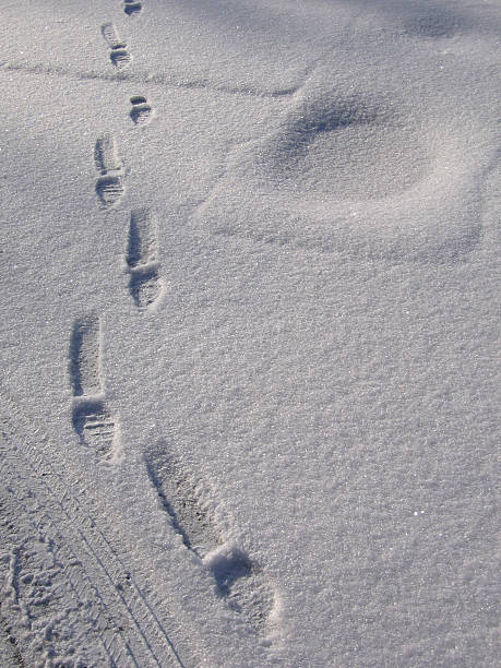 snowprints - walk and talk bildbanksfoton och bilder