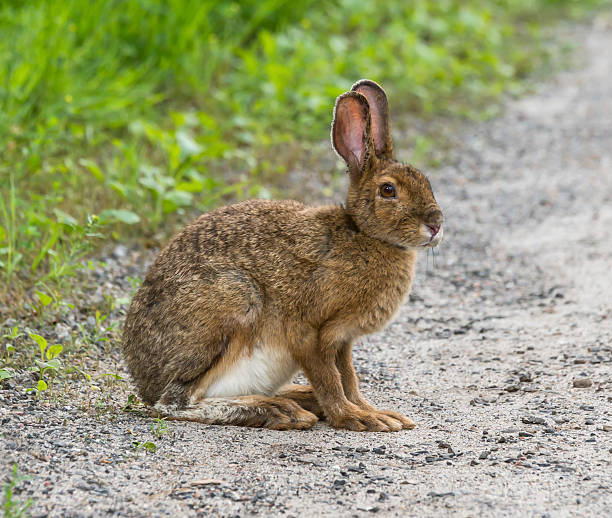 Snowshoe Hare in summer stock photo