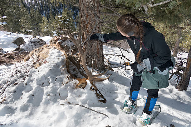 A woman with snowshoes inspects a massive bull elk covered in snow with broken antlers and surrounded by mountain lion tracks in the pine forest part of the Denver Mountains Parks near Evergreen, Colorado. The partially eaten elk was also covered up by the mountain lion with snow, pine cones and debris