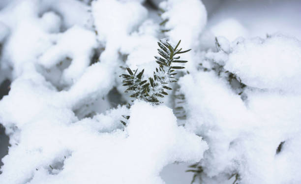 Snowy Branch stock photo