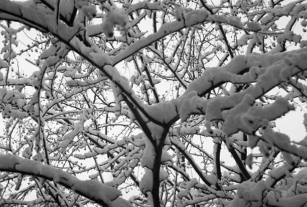 Snowy branches stock photo