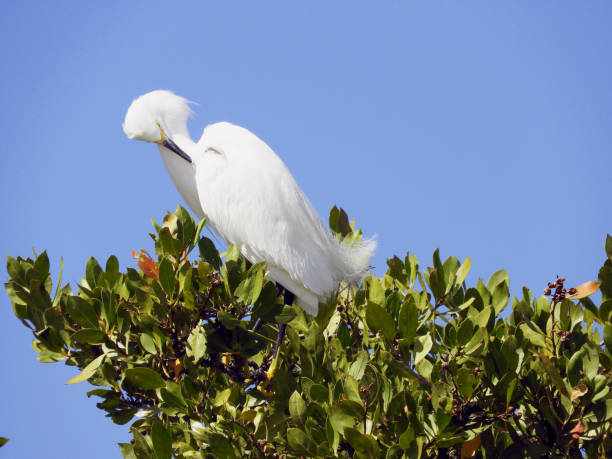 Snowy Egret in the Tree stock photo