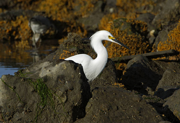 Snowy Egret on the hunt stock photo