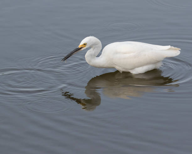 Snowy Egret Wading and Fishing gets a shrimp stock photo