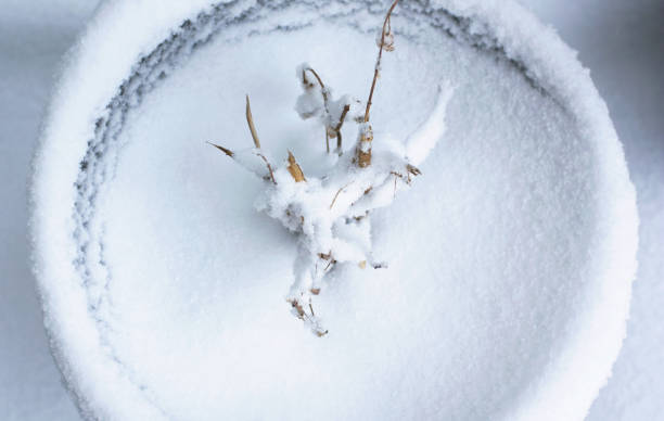 Snowy Flower Pot stock photo