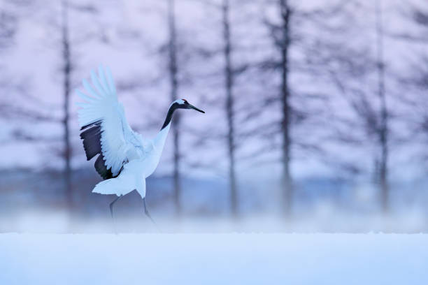 Snowy meadow, with dancing cranes, Hokkaido, Japan. Winter scene with snowflakes. Red-crowned cranes pair, breeding season. stock photo