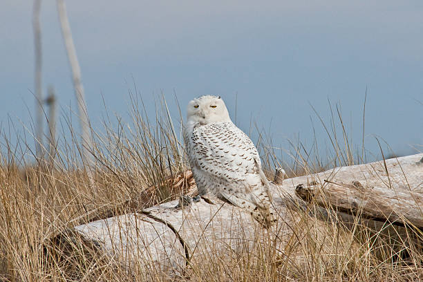 Snowy Owl at the Pacific Ocean The Snowy Owl (Bubo scandiacus) is an infrequent visitor to the Pacific Northwest. Rare visitation, known as an irruption is caused by over-population in the owl's native range in the Arctic where they normally winter. This juvenile owl was photographed in early winter at Damon Point near Ocean Shores, Washington State, USA. jeff goulden snowy owl stock pictures, royalty-free photos & images