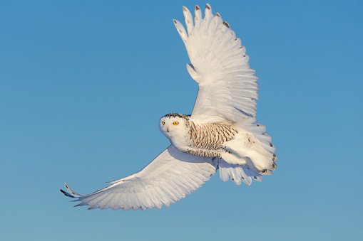 Snowy owl flying on a sunny day. Spread wings. Quebec's official bird.