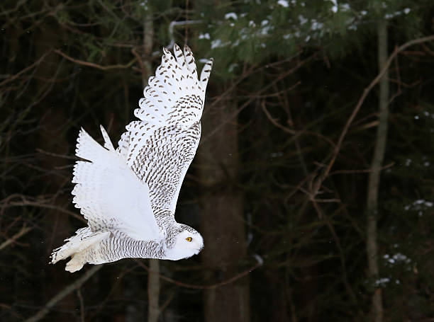 Snowy Owl Flying By stock photo