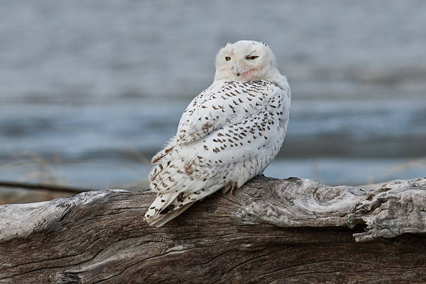 Snowy Owl Looking Over Shoulder The Snowy Owl (Bubo scandiacus) is an infrequent visitor to the Pacific Northwest. Rare visitation, known as an irruption is caused by over-population in the owl's native range in the Arctic where they normally winter. This juvenile owl was photographed in early winter at Damon Point near Ocean Shores, Washington State, USA. jeff goulden snowy owl stock pictures, royalty-free photos & images