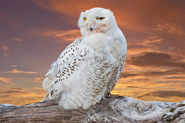 Snowy Owl Perched at Sunset The Snowy Owl (Bubo scandiacus) is an infrequent visitor to the Pacific Northwest. Rare visitation, known as an irruption is caused by over-population in the owl's native range in the Arctic where they normally winter. This juvenile owl was photographed in early winter at Damon Point near Ocean Shores, Washington State, USA. jeff goulden wildlife stock pictures, royalty-free photos & images