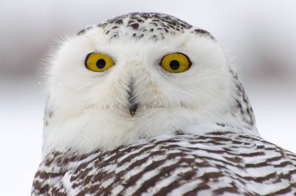 Snowy owl stock photo