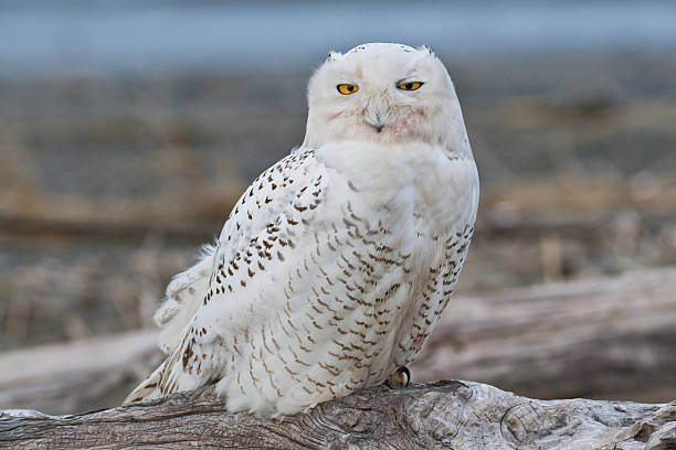 Snowy Owl Watching from a Driftwood Perch The Snowy Owl (Bubo scandiacus) is an infrequent visitor to the Pacific Northwest. Rare visitation, known as an irruption is caused by over-population in the owl's native range in the Arctic where they normally winter. This juvenile owl was photographed in early winter at Damon Point near Ocean Shores, Washington State, USA. jeff goulden snowy owl stock pictures, royalty-free photos & images