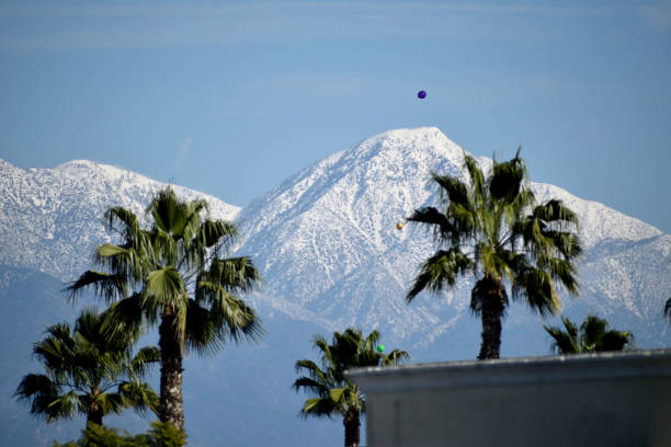 Snowy Peaks Behind the Palm Trees stock photo