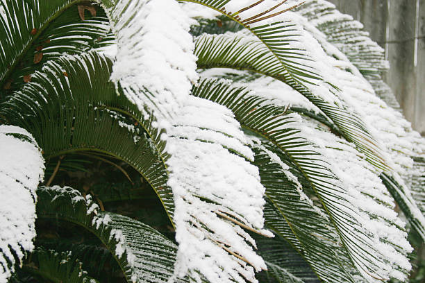 Snowy Sago Palm Fronds stock photo
