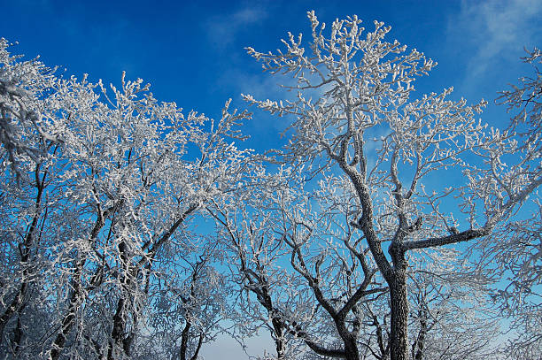 Snowy trees in Slovakia stock photo