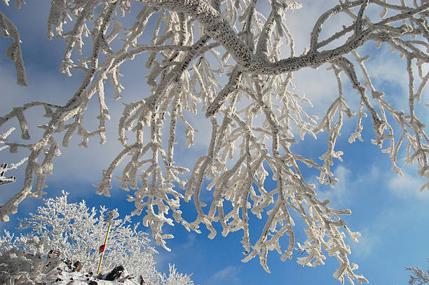 Snowy trees in Slovakia stock photo
