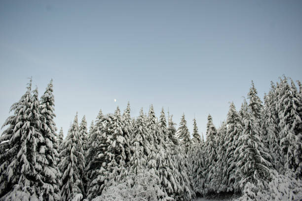 Snowy trees stock photo