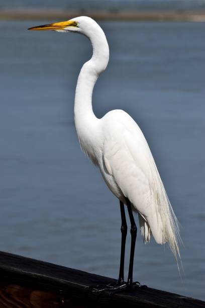 Snowy White Egret Egret in the wild at Florida, USA heron family stock pictures, royalty-free photos & images