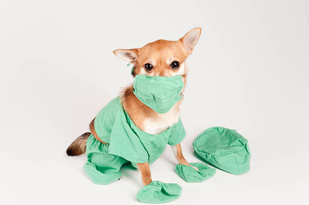 15 Dog Doctor Halloween Scrubs Stock Photos, Pictures &amp; Royalty-Free Images  - iStock