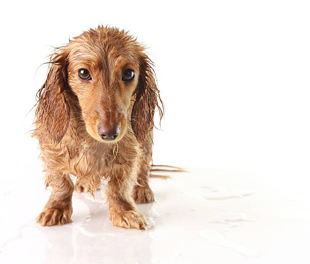 Soaked puppy stock photo