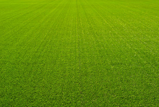 サッカー場のテクスチャをクローズアップ。スタジアムの草。スポーツ場のための細かく刈り取り芝生。 - 人工的 ストックフォトと画像