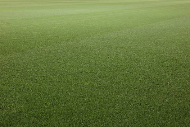 Soccer stadium green grass field stock photo