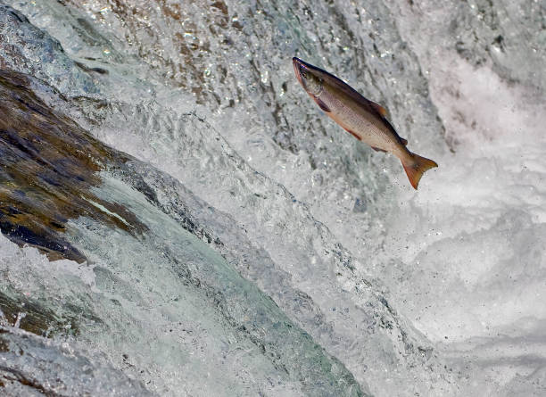 Sockeye Salmon Waterfall Stock Photos, Pictures & Royalty-Free Images ...